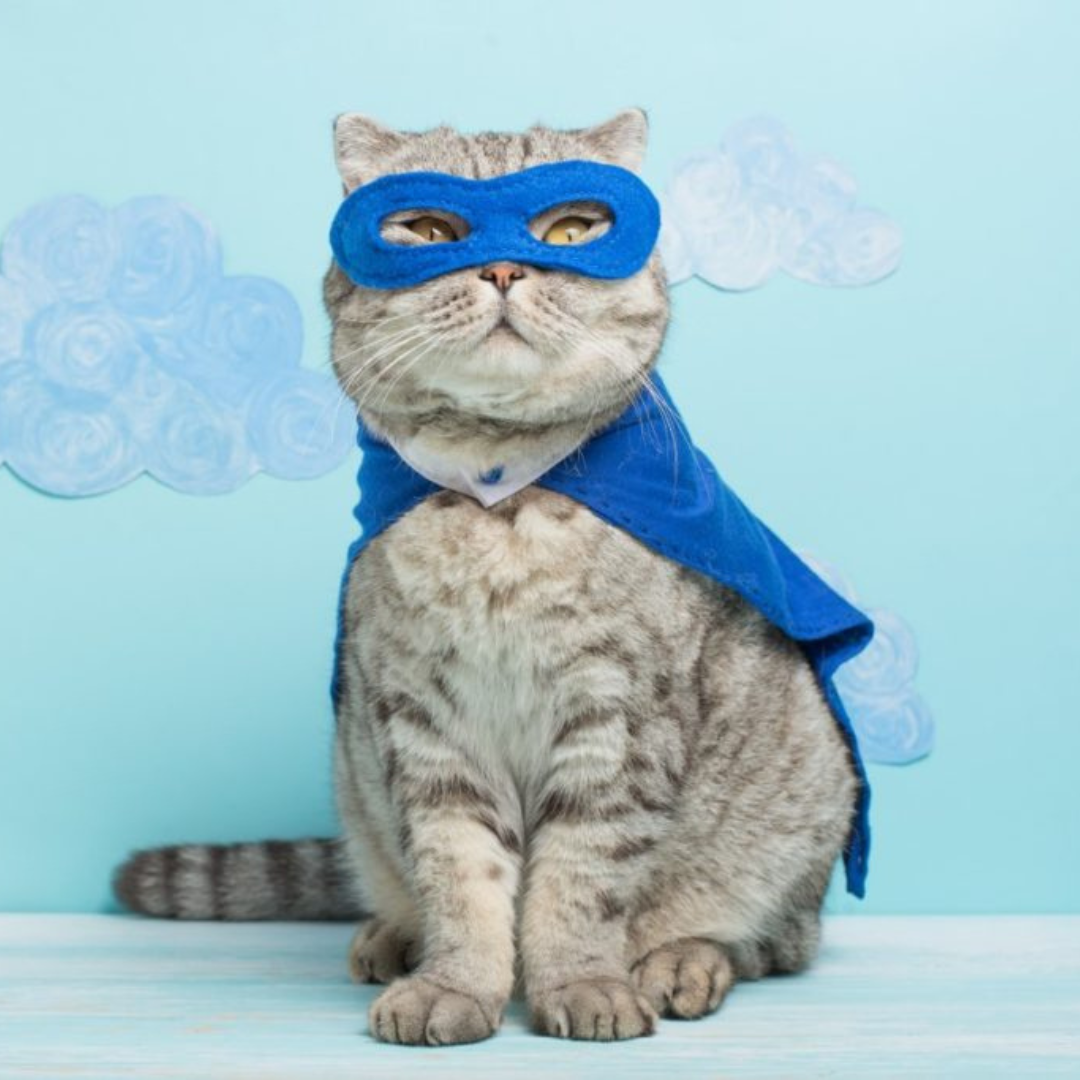 Super hero cat