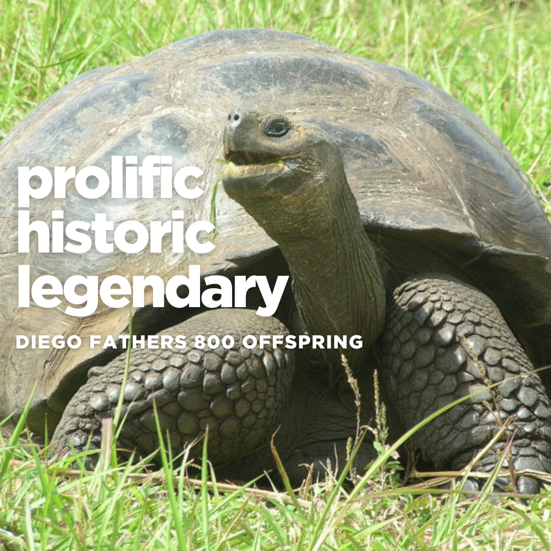 Diego saves his species from extension, Fathers 800 babies!!!