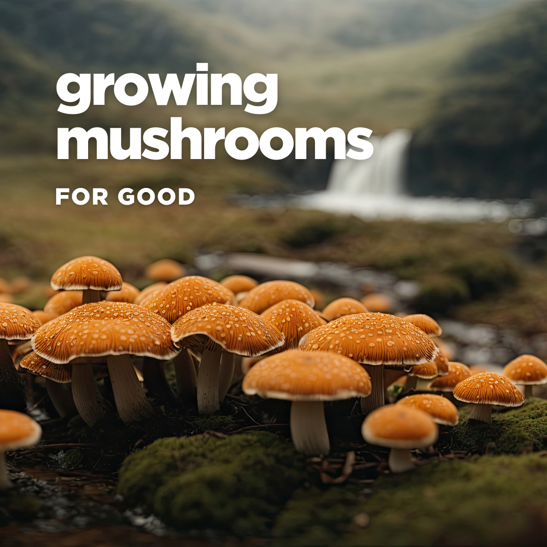 Growing mushrooms for good