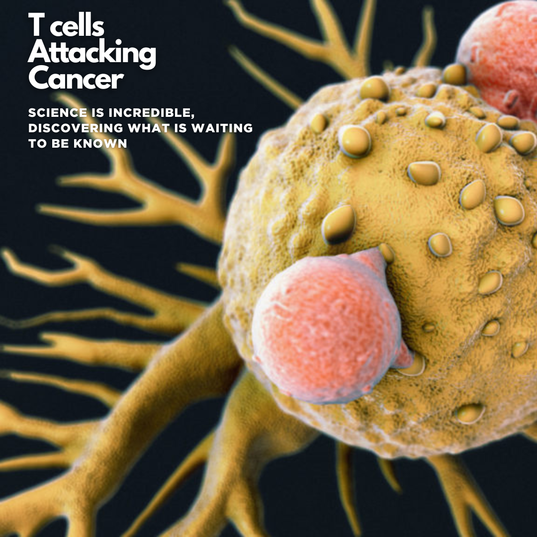 T cells attacking cancer