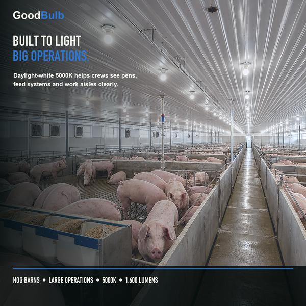 Made in America | 100W Equal | 1600 Lumens | LED A19 DAYLIGHT 5000K Bright, True Daylight